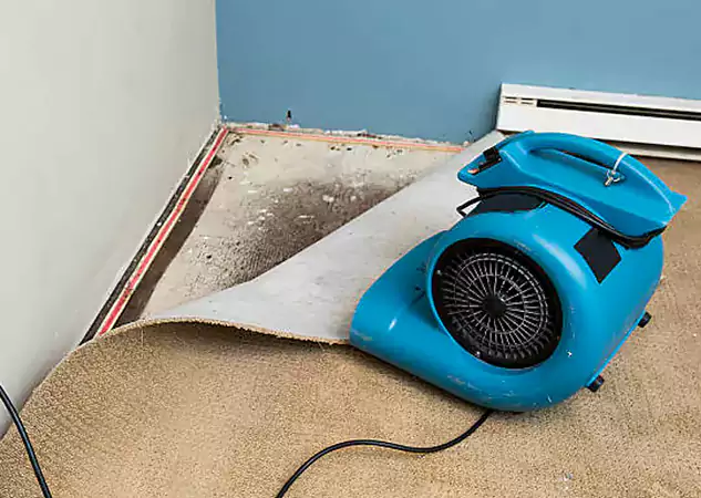Your Water Damage Experts in Pine, CO