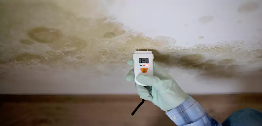 Emergency Mold Remediation in Pine