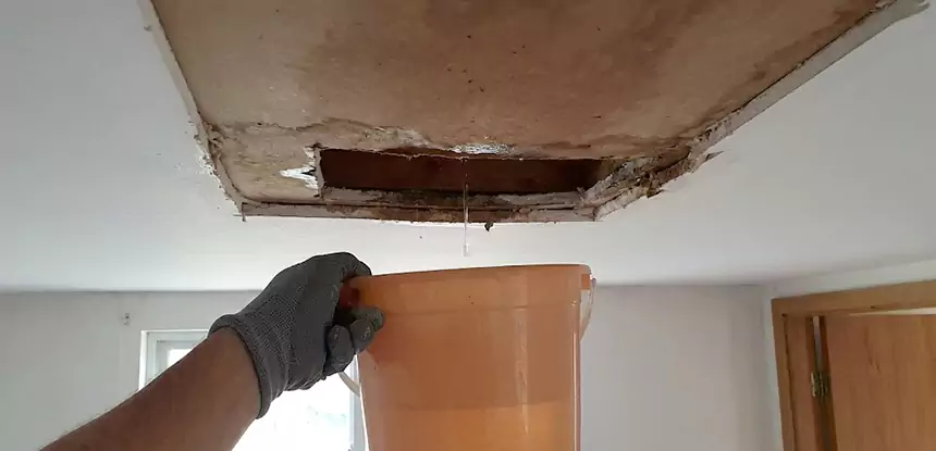 Ceiling Mold Repair Pine