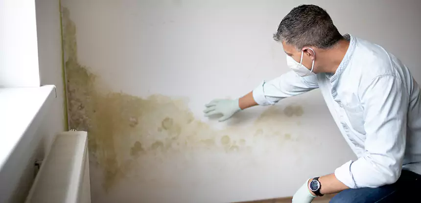 Mold and Water Damage Repair in Pine