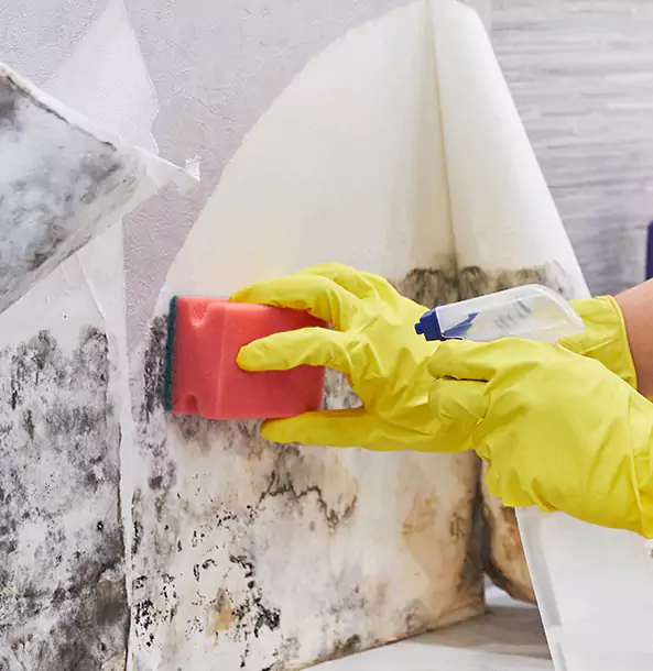 Why Pine Trusts Pine Restoration Pro for Mold and Water Restoration?