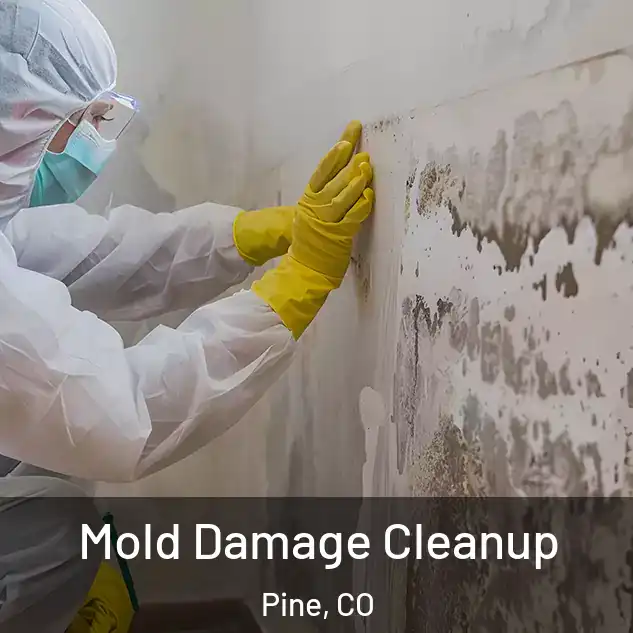 Mold Damage Cleanup Pine, CO