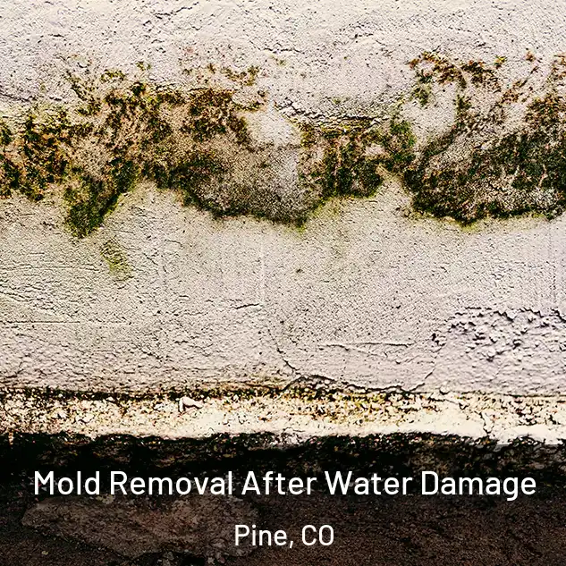  Mold Removal After Water Damage Pine, CO