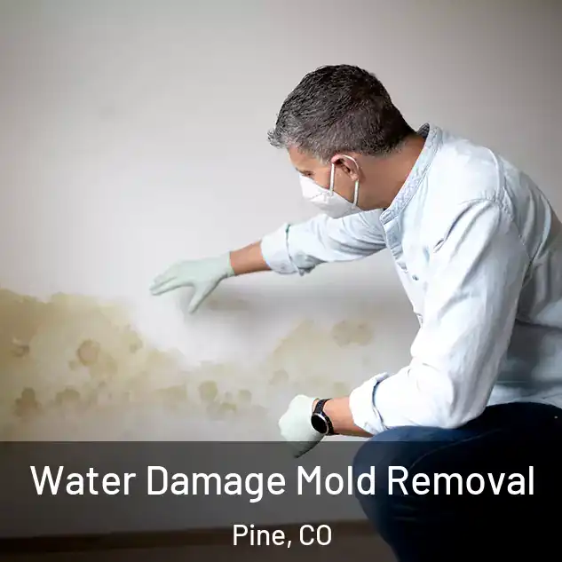  Water Damage Mold Removal Pine, CO